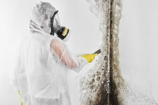 Best Black Mold Removal  in Dallas, NC