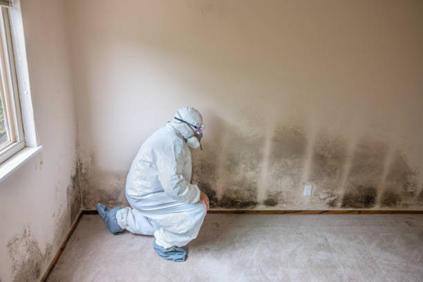 Certified Mold Removal in Dallas, NC