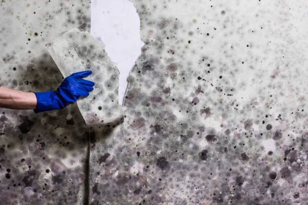 Mold Removal Process in Dallas, NC