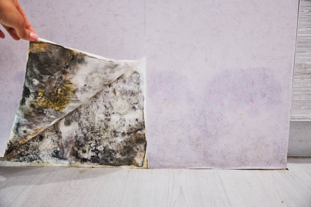 Trusted Dallas, NC Mold Removal Experts